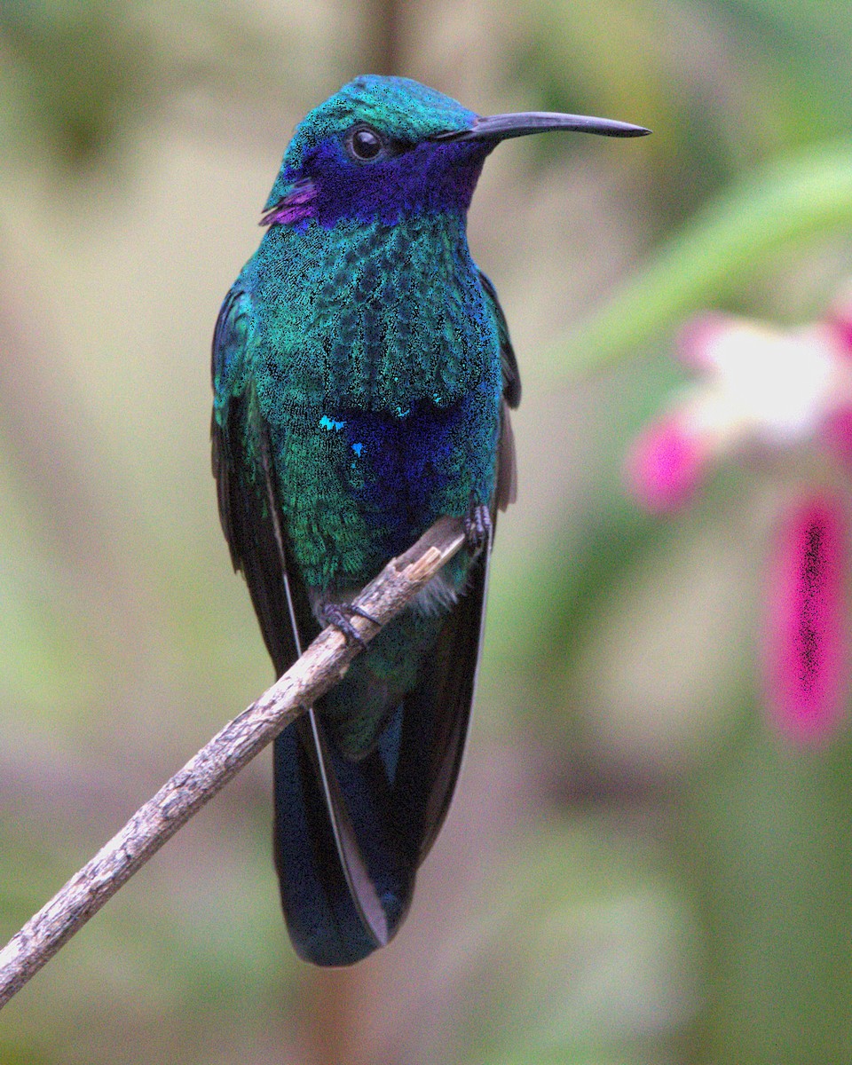 fiolørekolibri - ML645179400