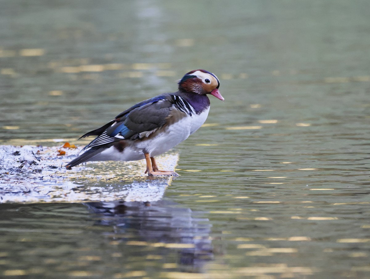 Mandarin Duck - ML645179401