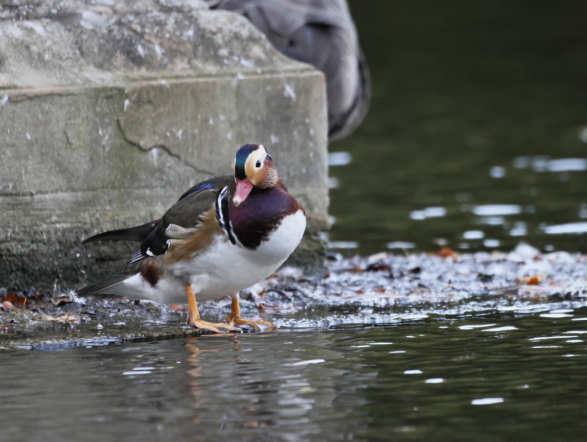 Mandarin Duck - ML645179402