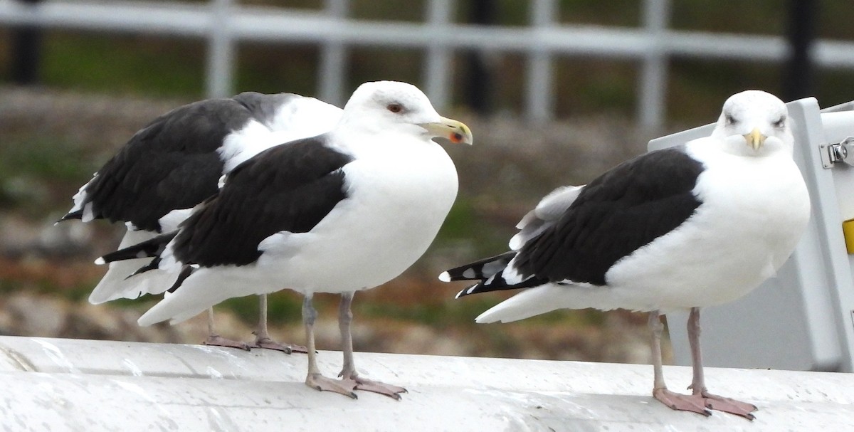Great Black-backed Gull - ML645179411