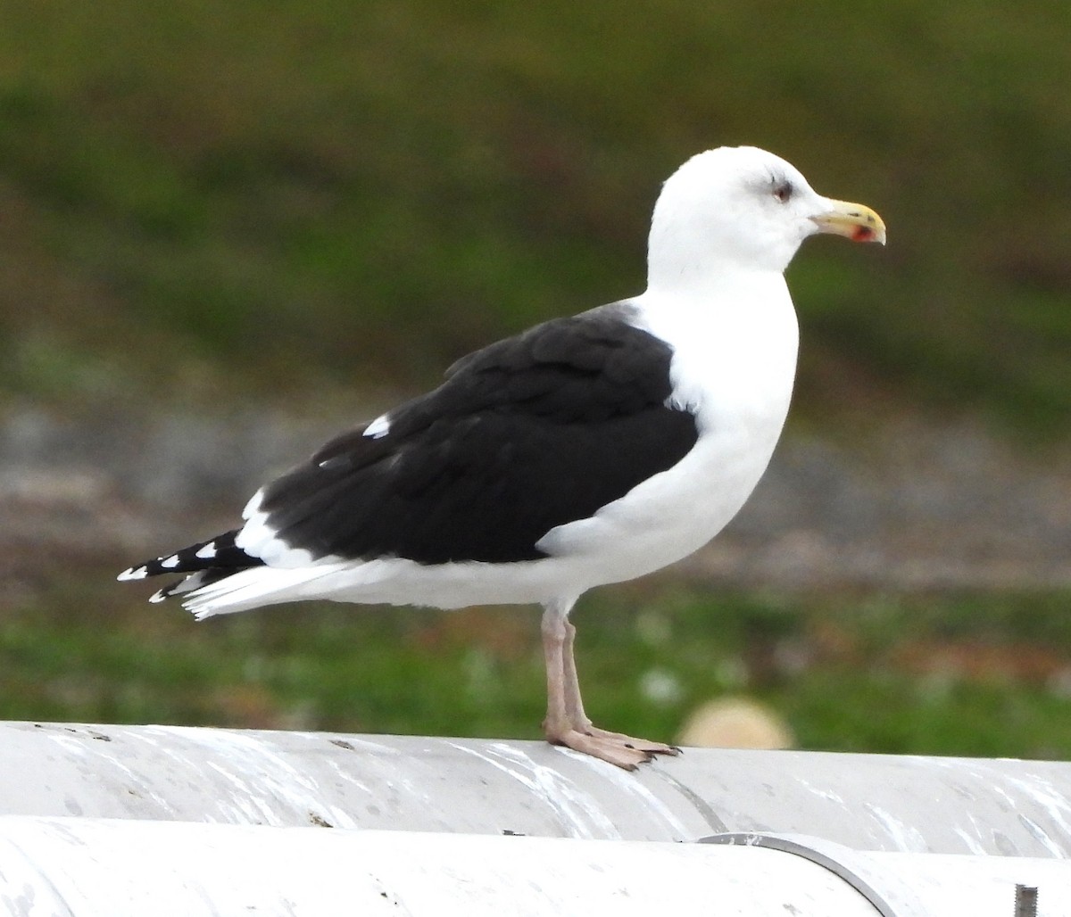 Great Black-backed Gull - ML645179418