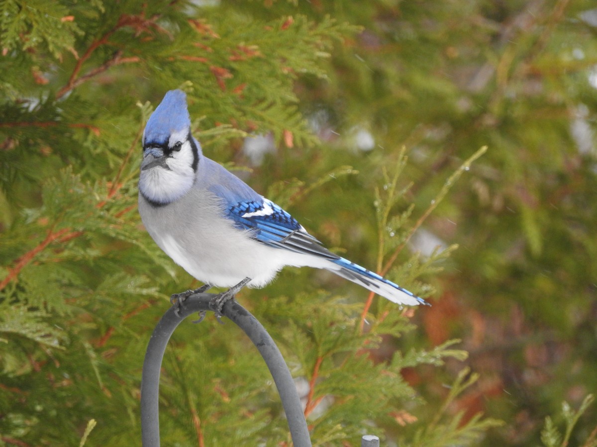 Blue Jay - ML645179439