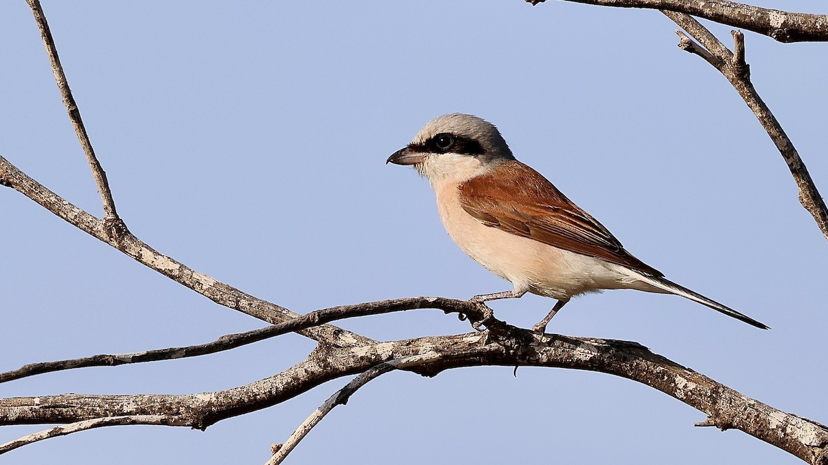 Red-backed Shrike - ML645179441