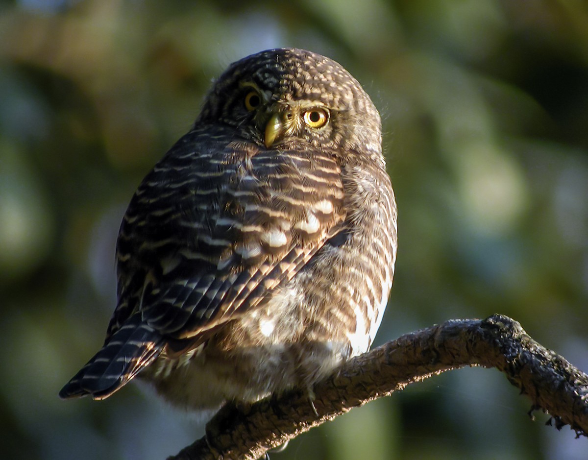 Collared Owlet - ML645179443