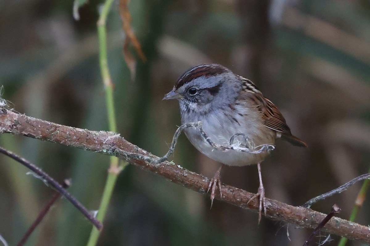 Swamp Sparrow - ML645179445