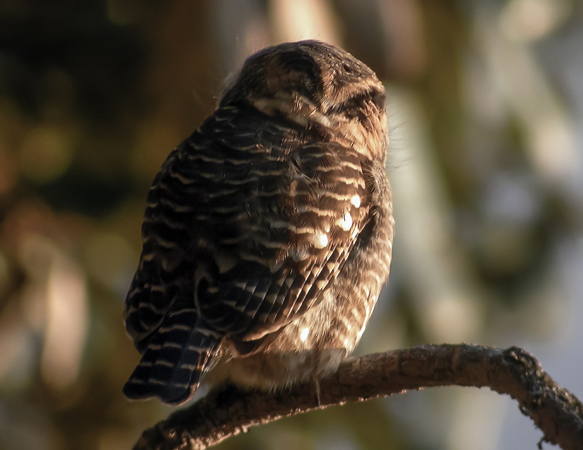Collared Owlet - ML645179448