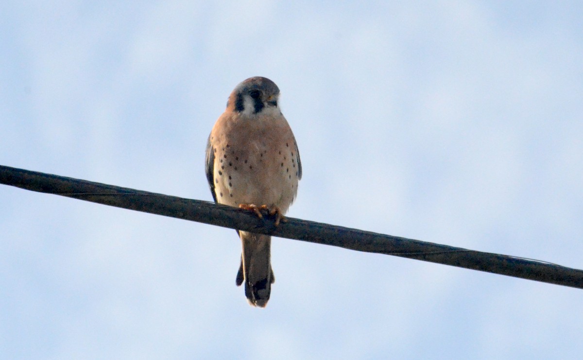 American Kestrel - ML645179457