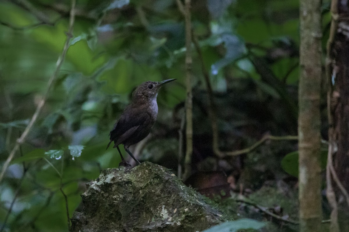 Nava's Wren - ML645179460