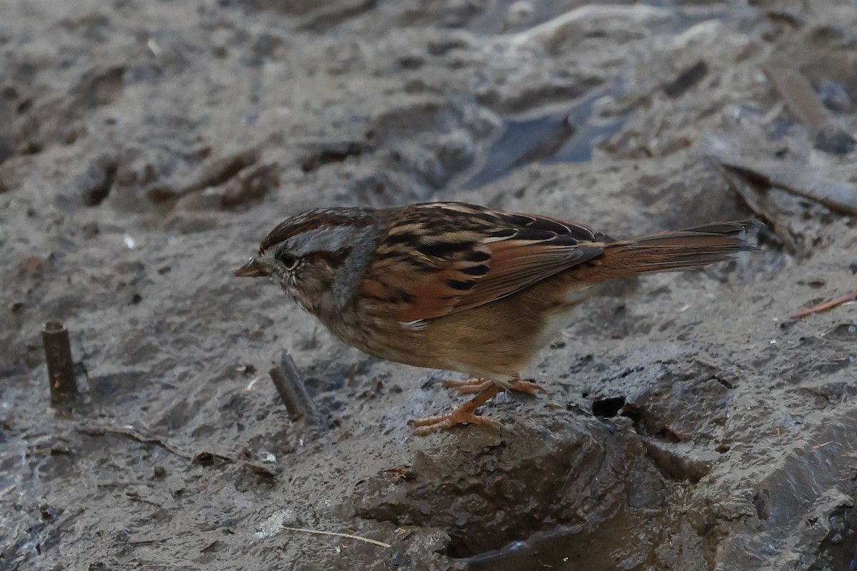 Swamp Sparrow - ML645179485