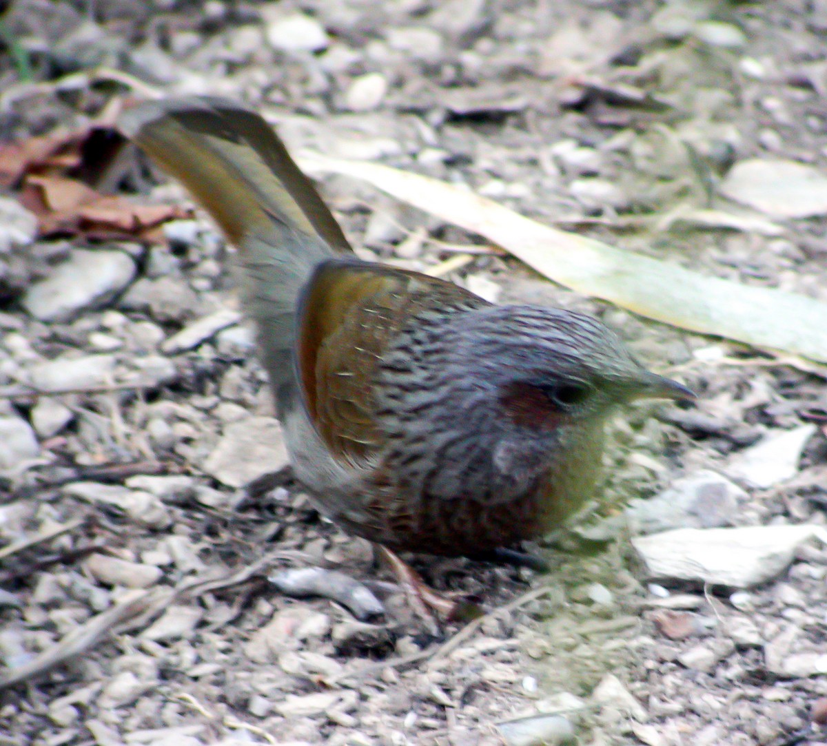 brunørelattertrost - ML645179491