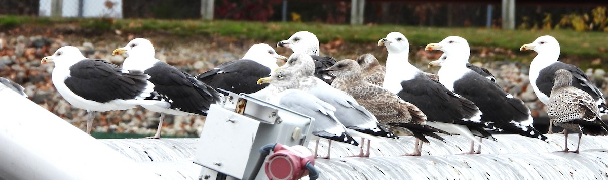 Great Black-backed Gull - ML645179492