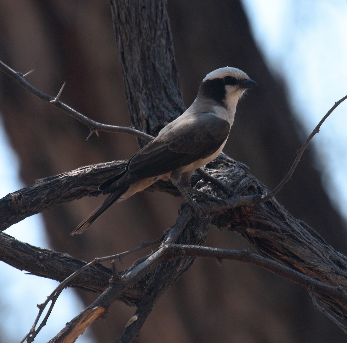 Ak Taçlı Örümcekkuşu - ML645179499