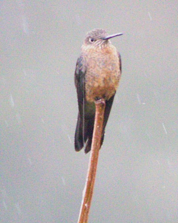 Giant Hummingbird - ML645179516