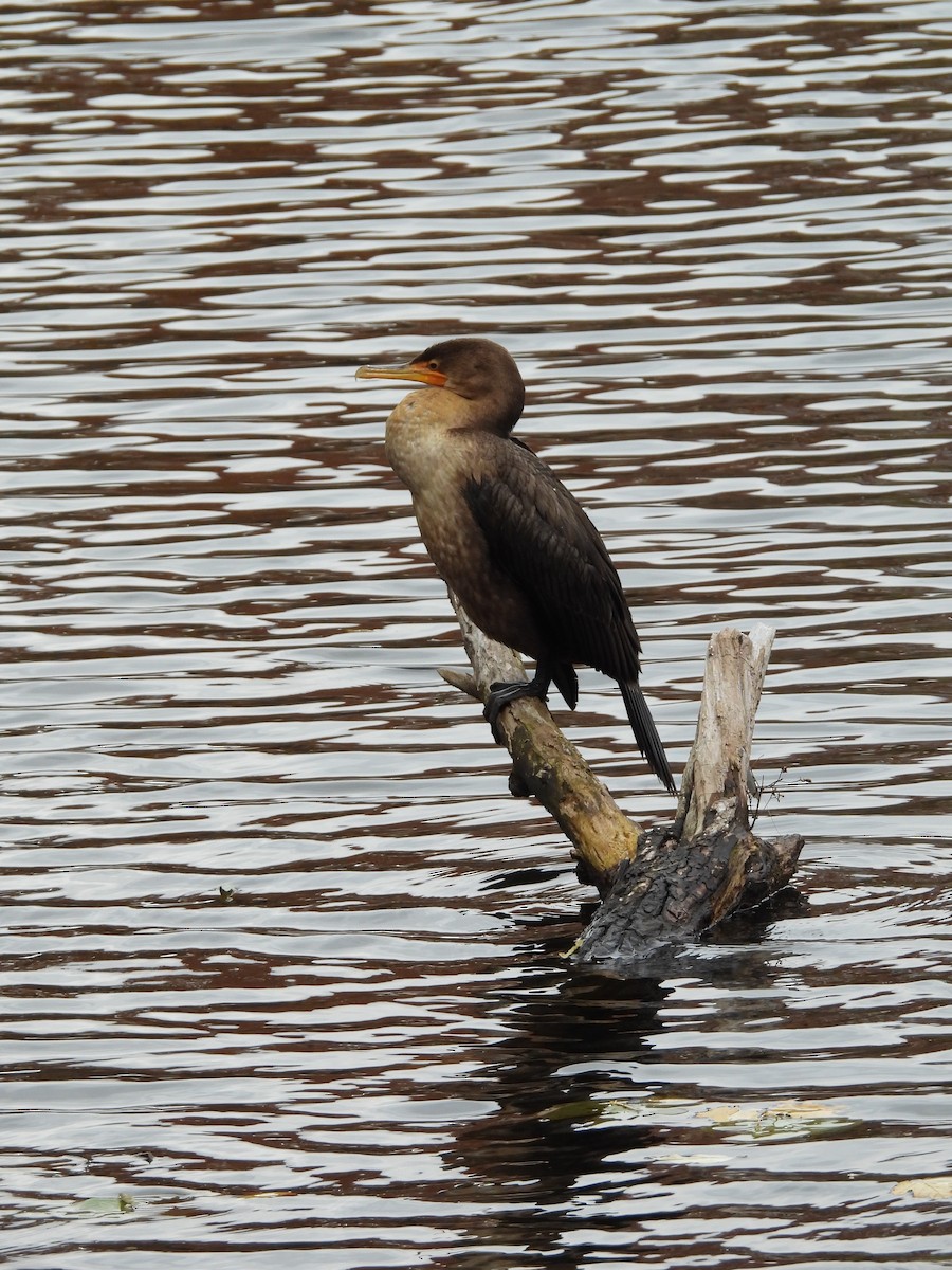 totoppskarv - ML645179520