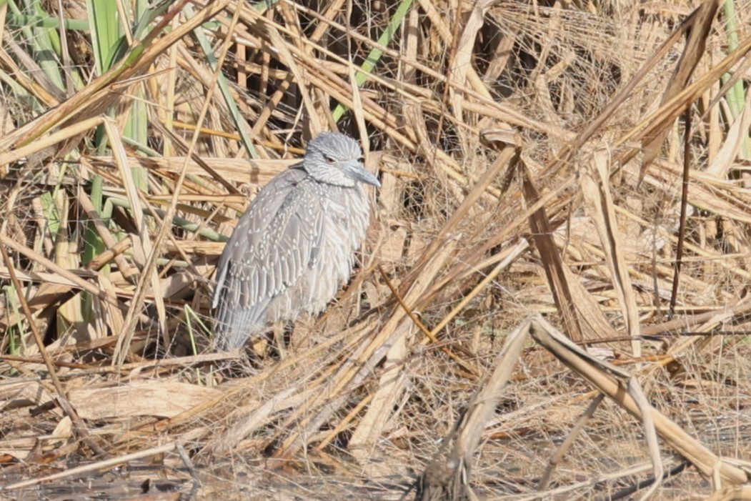 Sarı Tepeli Gece Balıkçılı - ML645179521