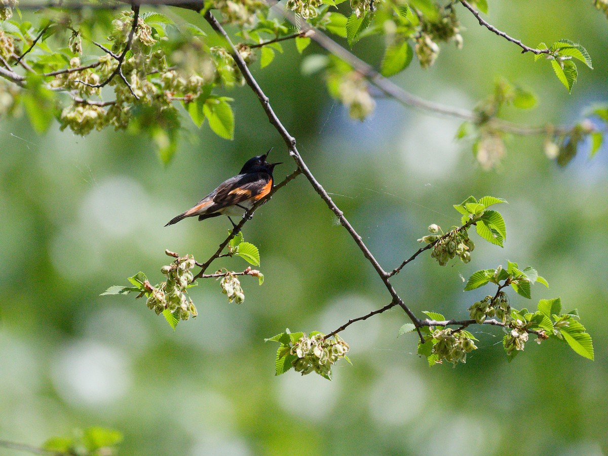 סבכון חכלילי - ML645179526