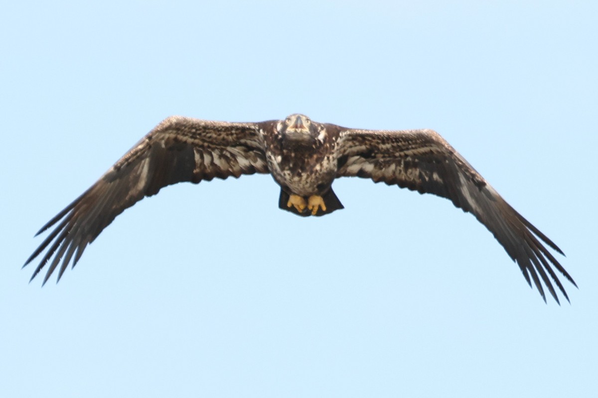 Itsas arrano buruzuria - ML645179531