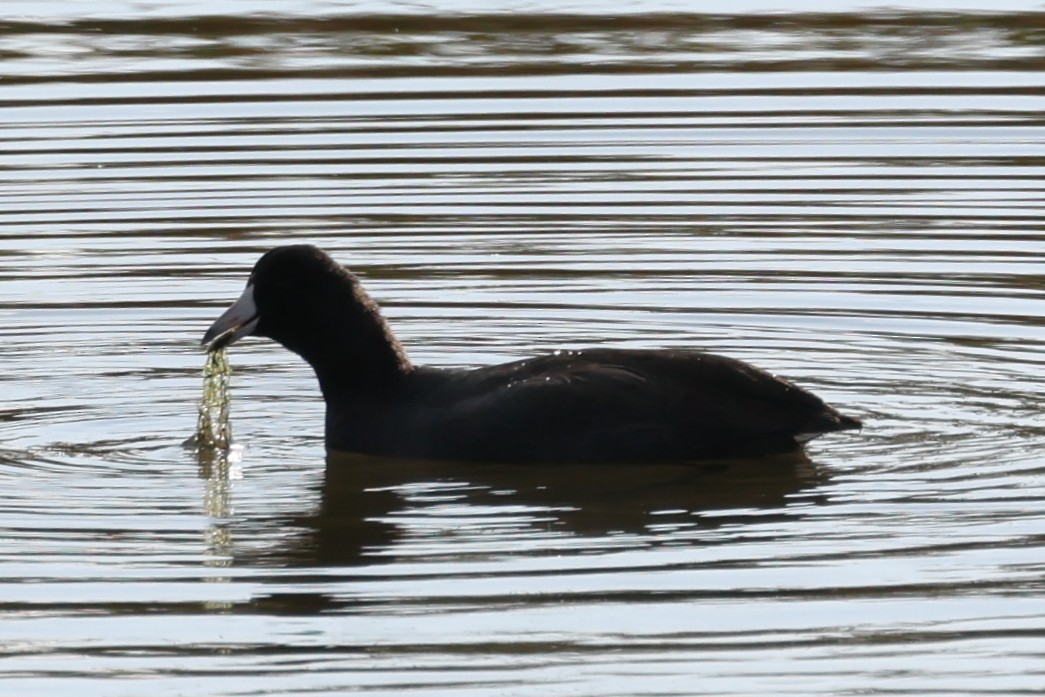 Лиска американська - ML645179545