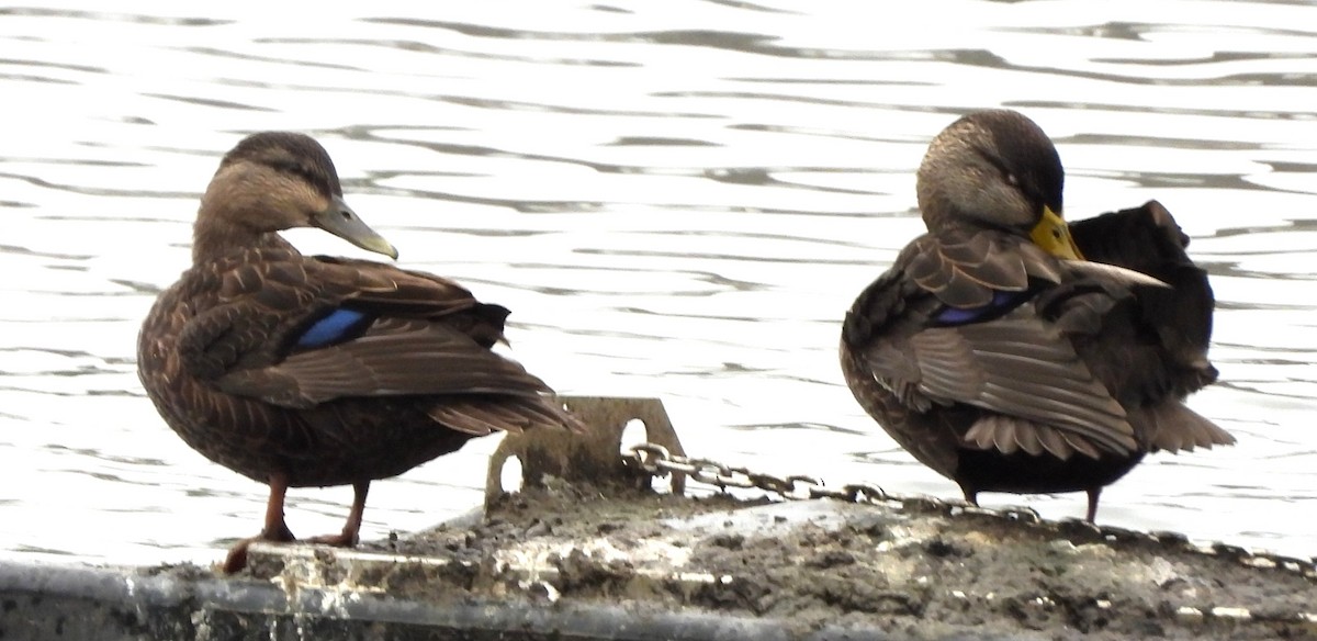 American Black Duck - ML645179546