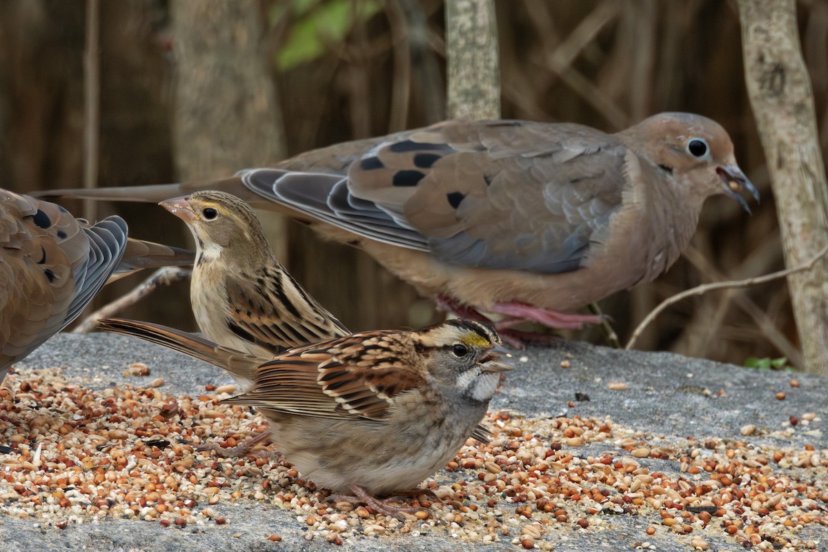 Mourning Dove - ML645179552