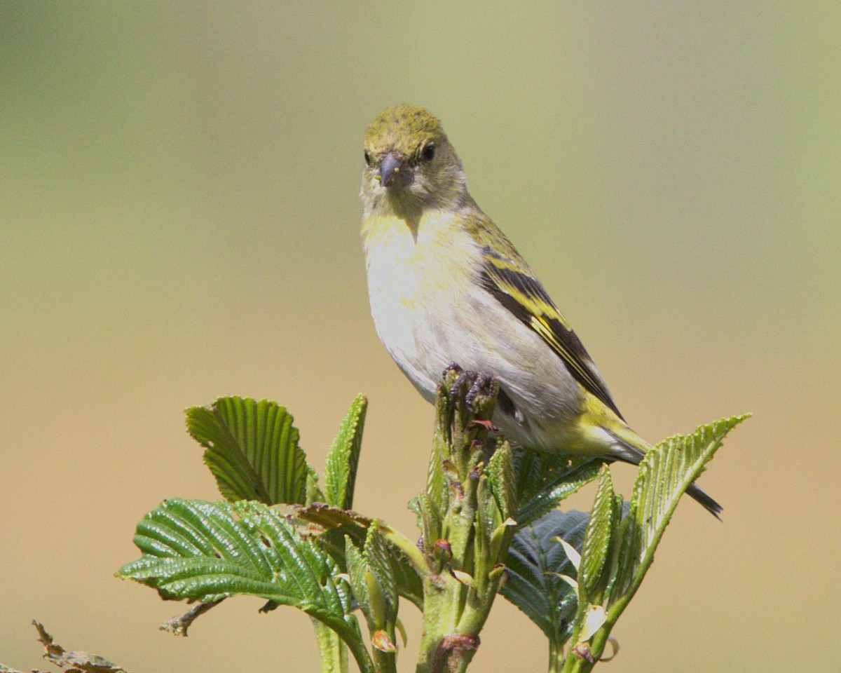 Hooded Siskin - ML645179558
