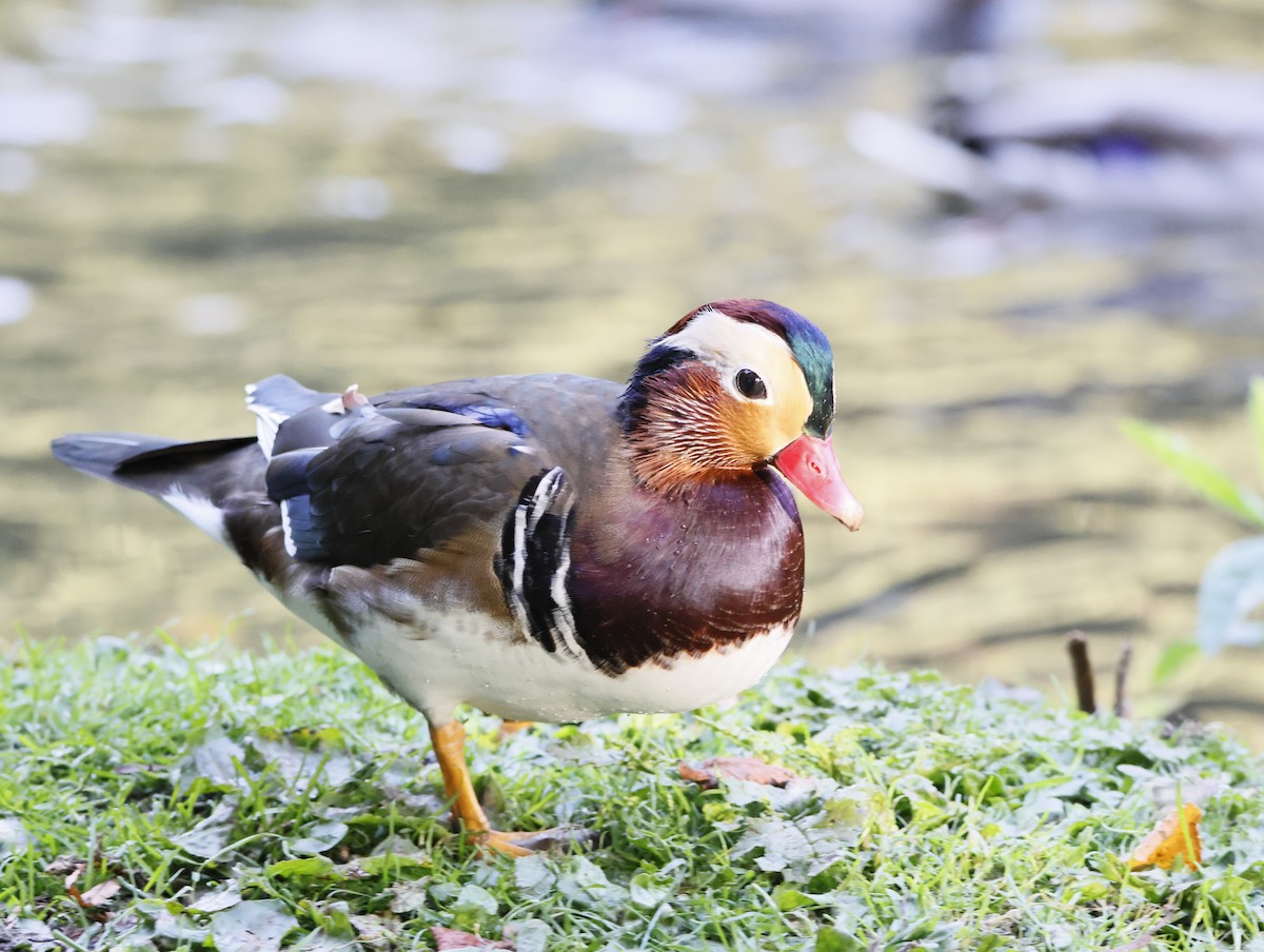 Mandarin Duck - ML645179562