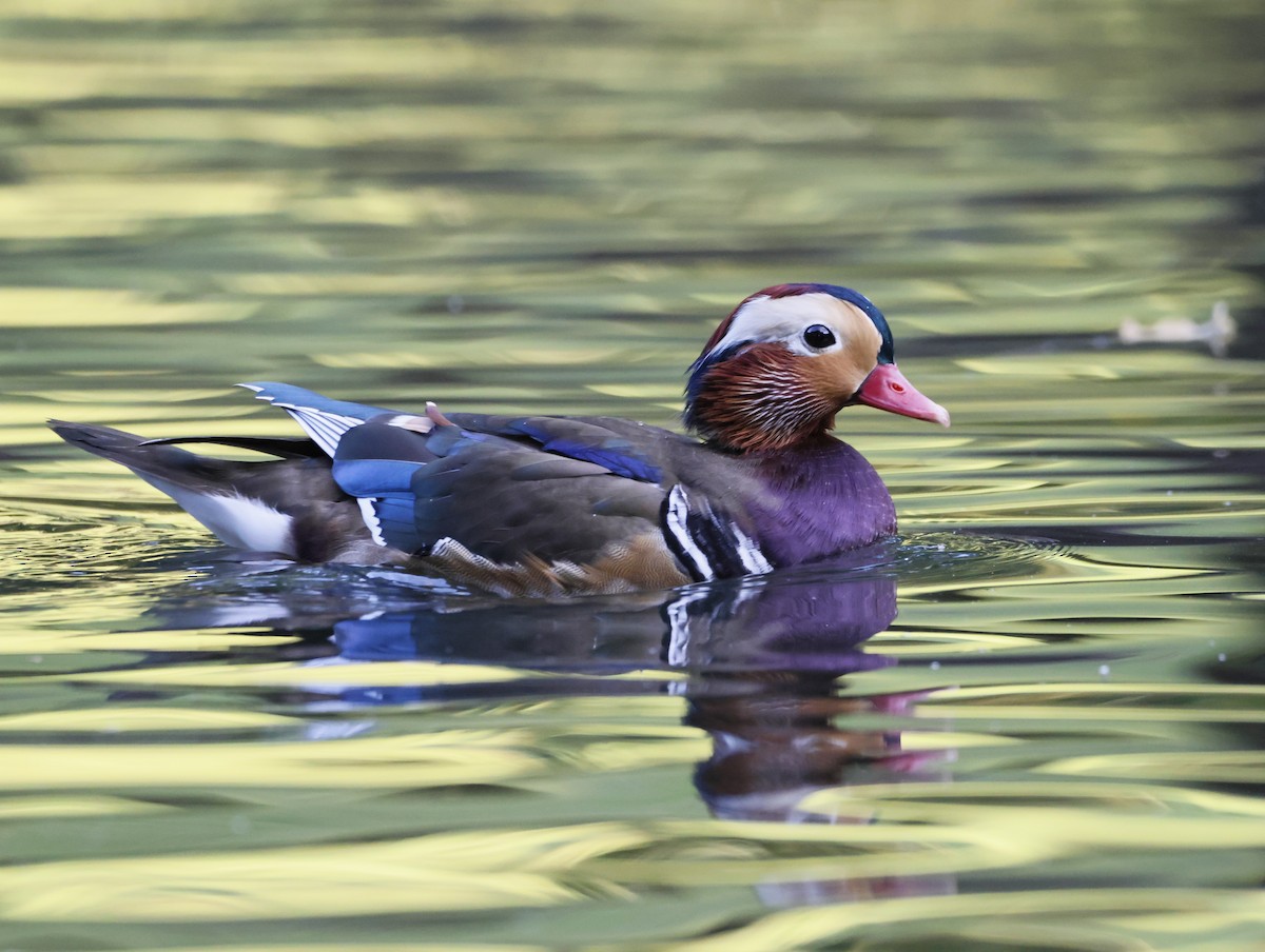 Mandarin Duck - ML645179563