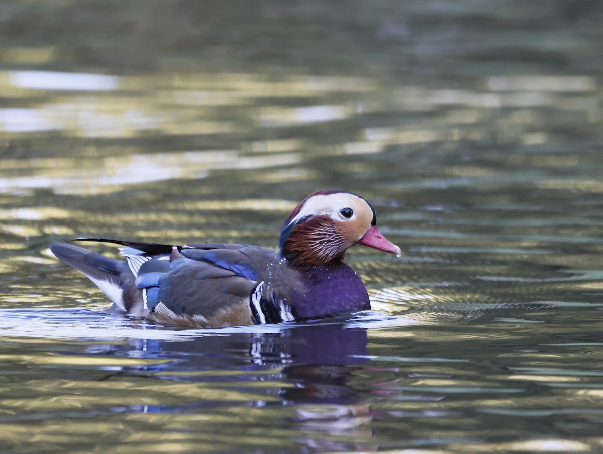 Mandarin Duck - ML645179564