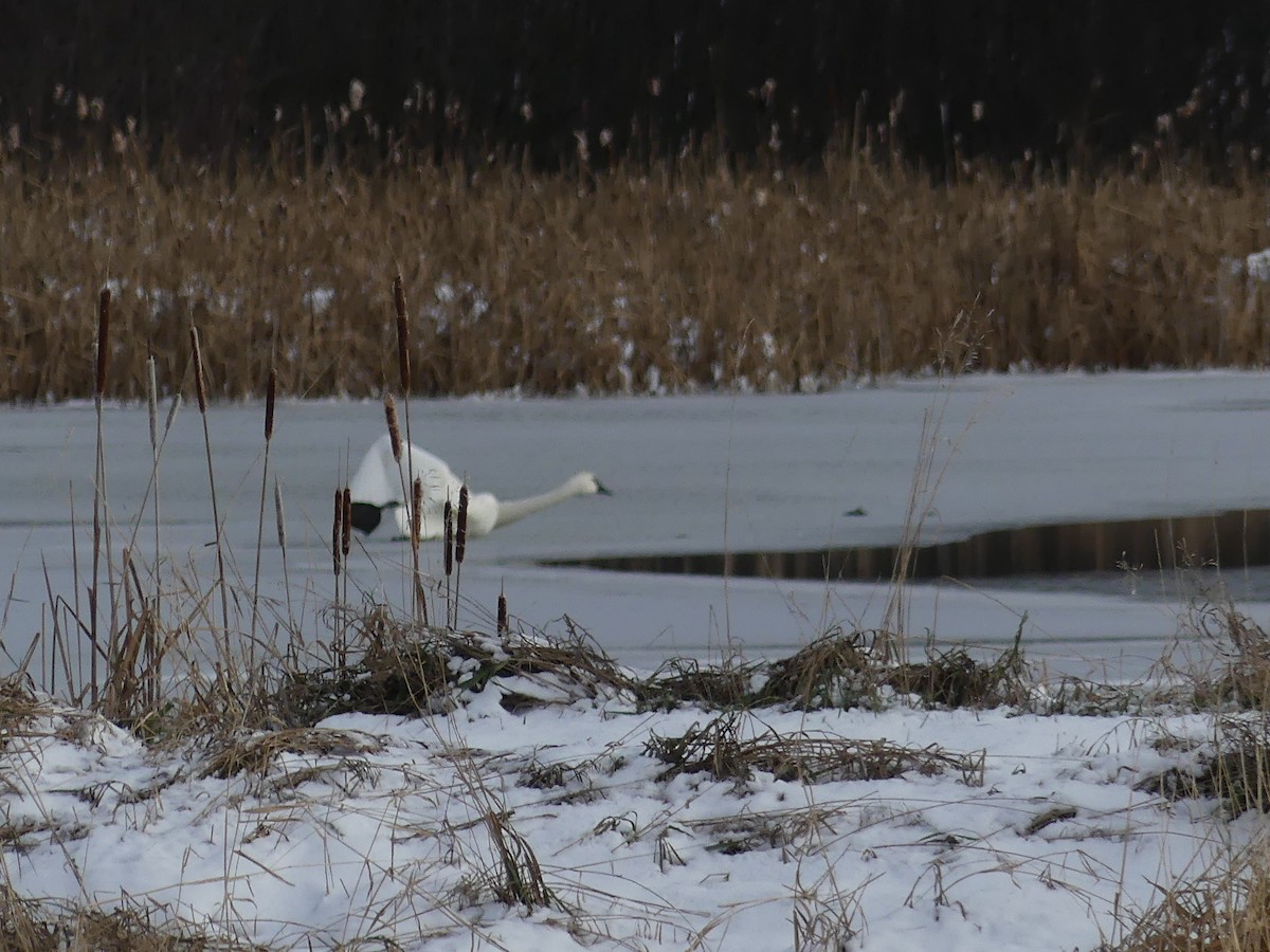 Trumpeter Swan - ML645179569