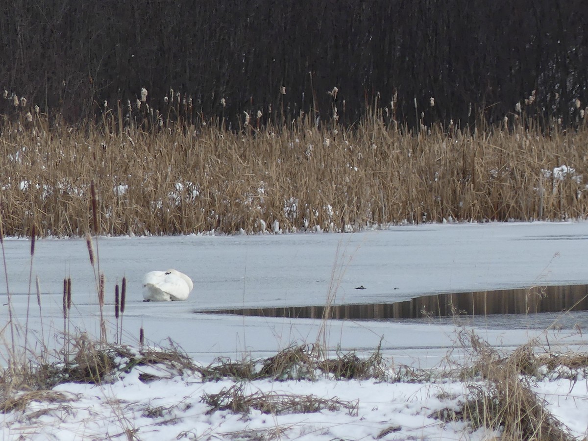 Trumpeter Swan - ML645179570