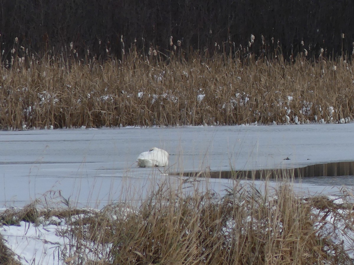 Trumpeter Swan - ML645179571