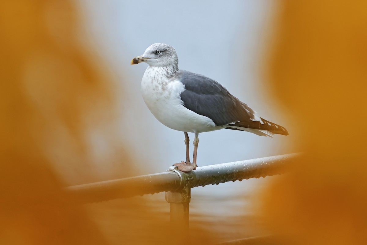 racek žlutonohý - ML645179587