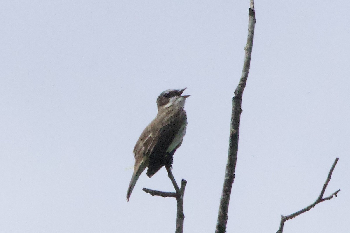 Piratic Flycatcher - ML645179589