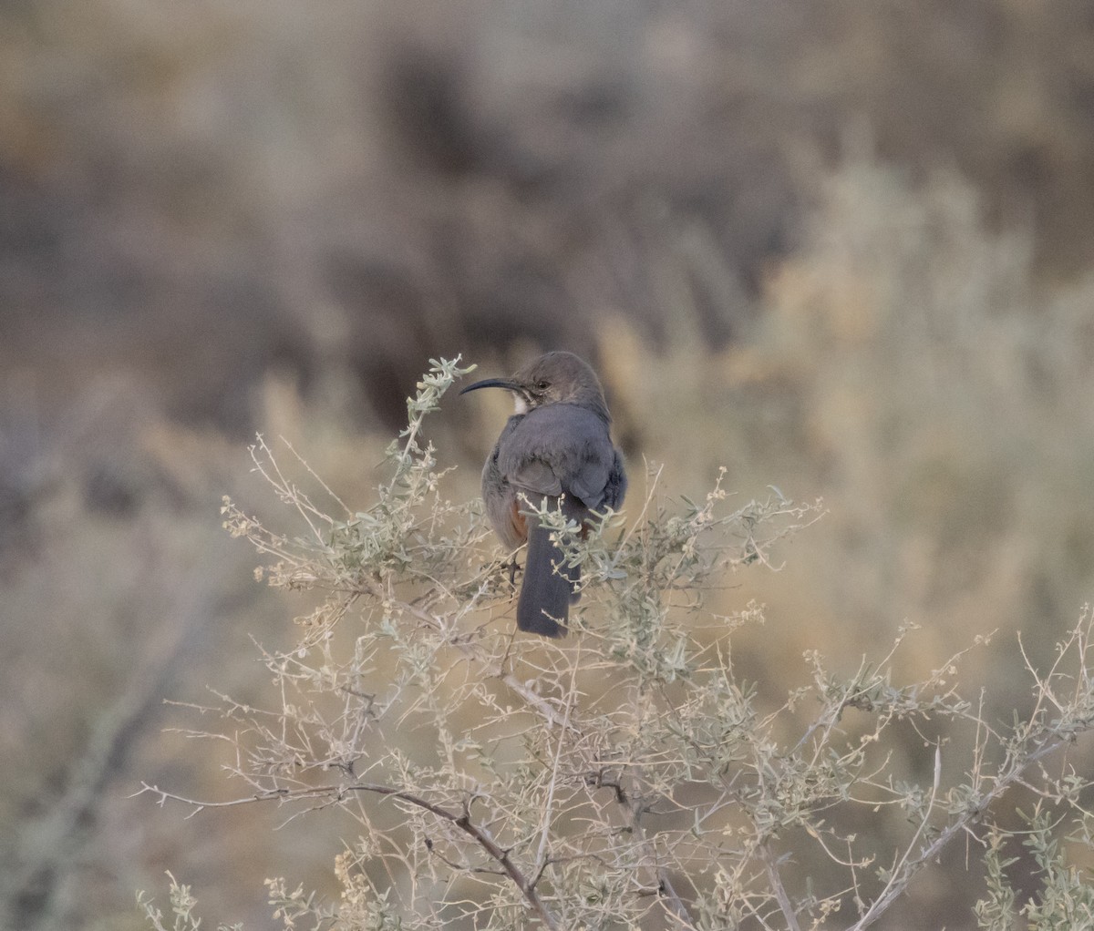 Crissal Thrasher - ML645179596