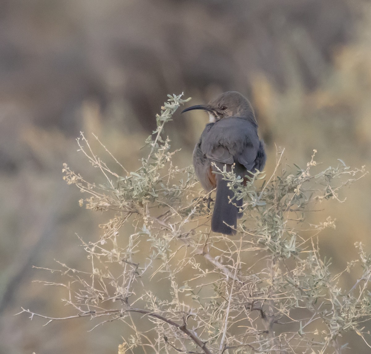 Crissal Thrasher - ML645179597