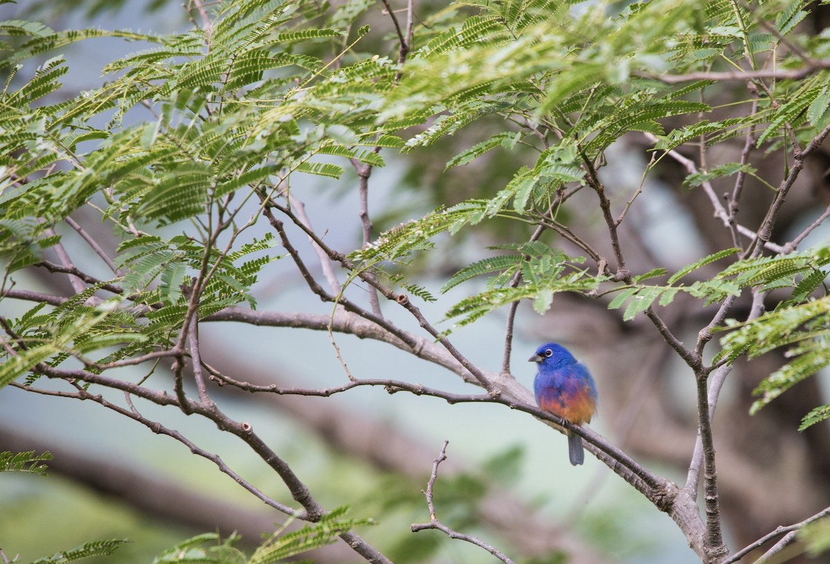 Rose-bellied Bunting - ML645179598