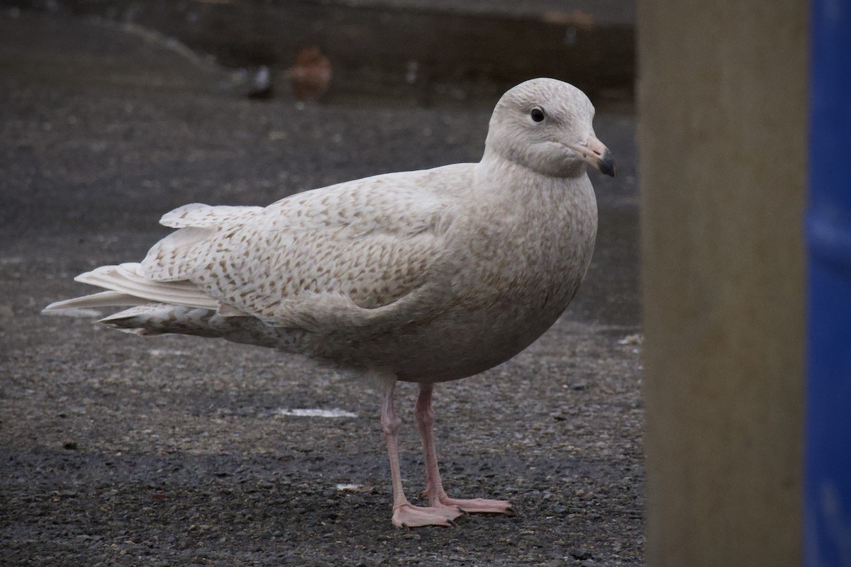 Gavión Hiperbóreo - ML645179602