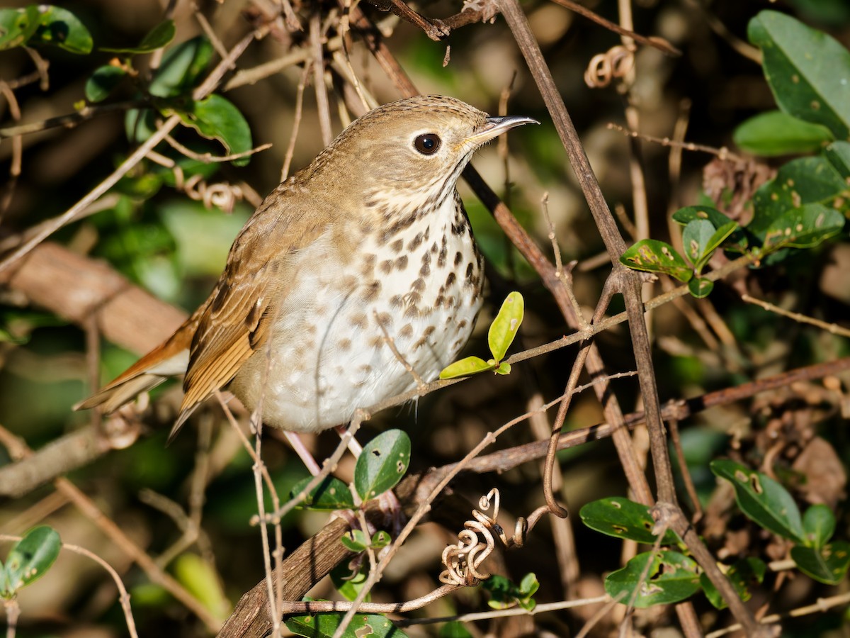Hermit Thrush - ML645179608