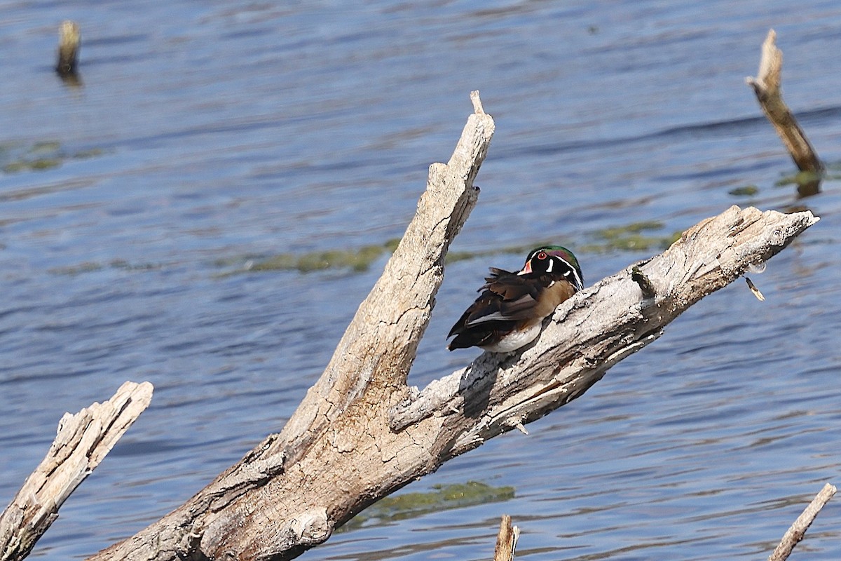 Wood Duck - ML645179609