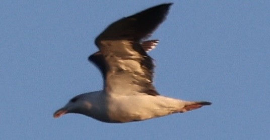 Great Black-backed Gull - ML645179617