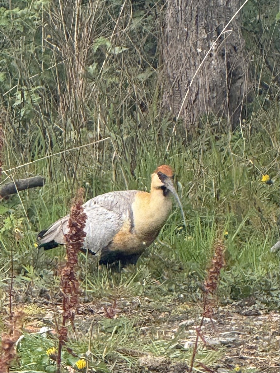 İbikli Sarıca Aynak - ML645179623