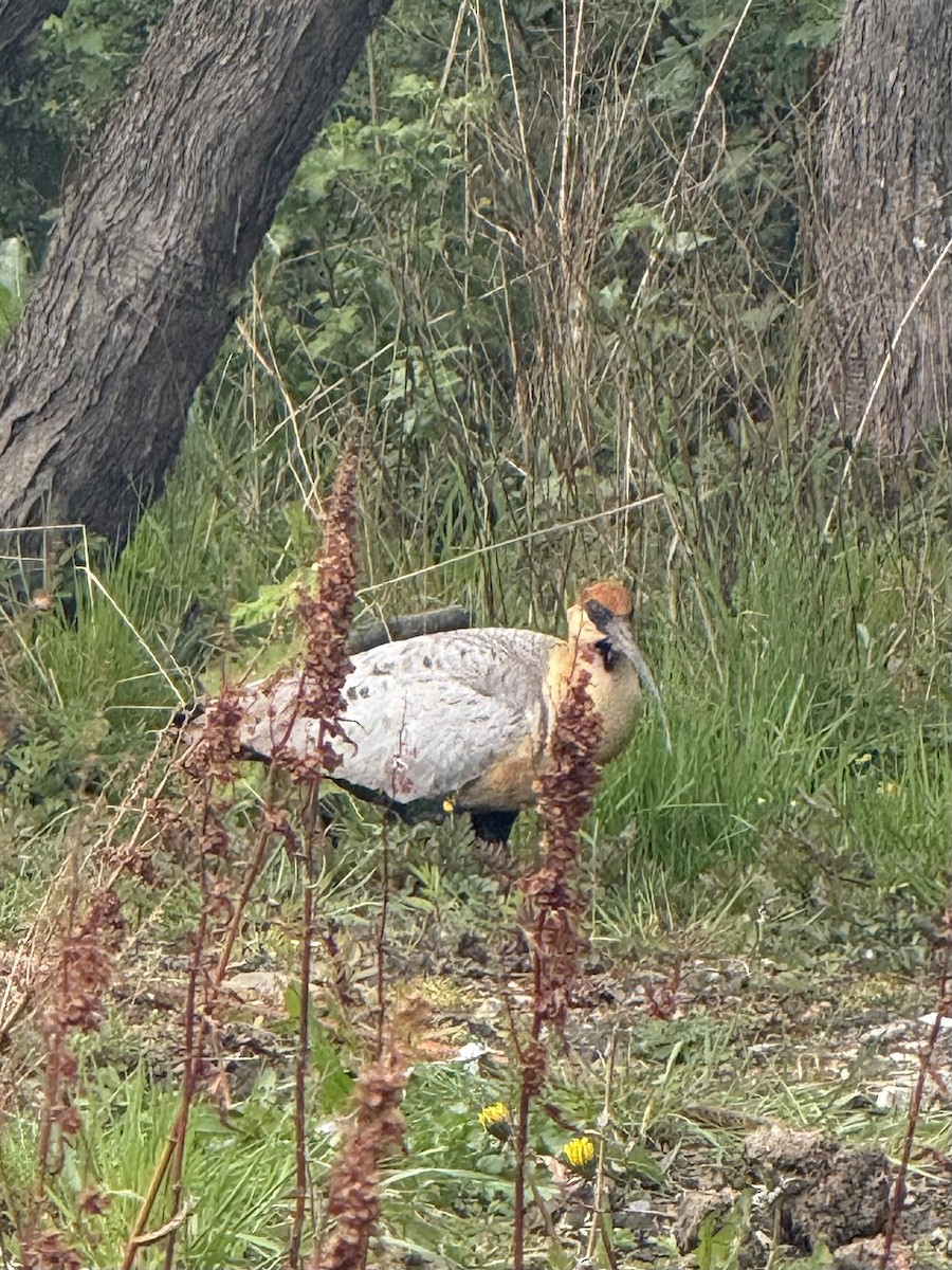 İbikli Sarıca Aynak - ML645179624