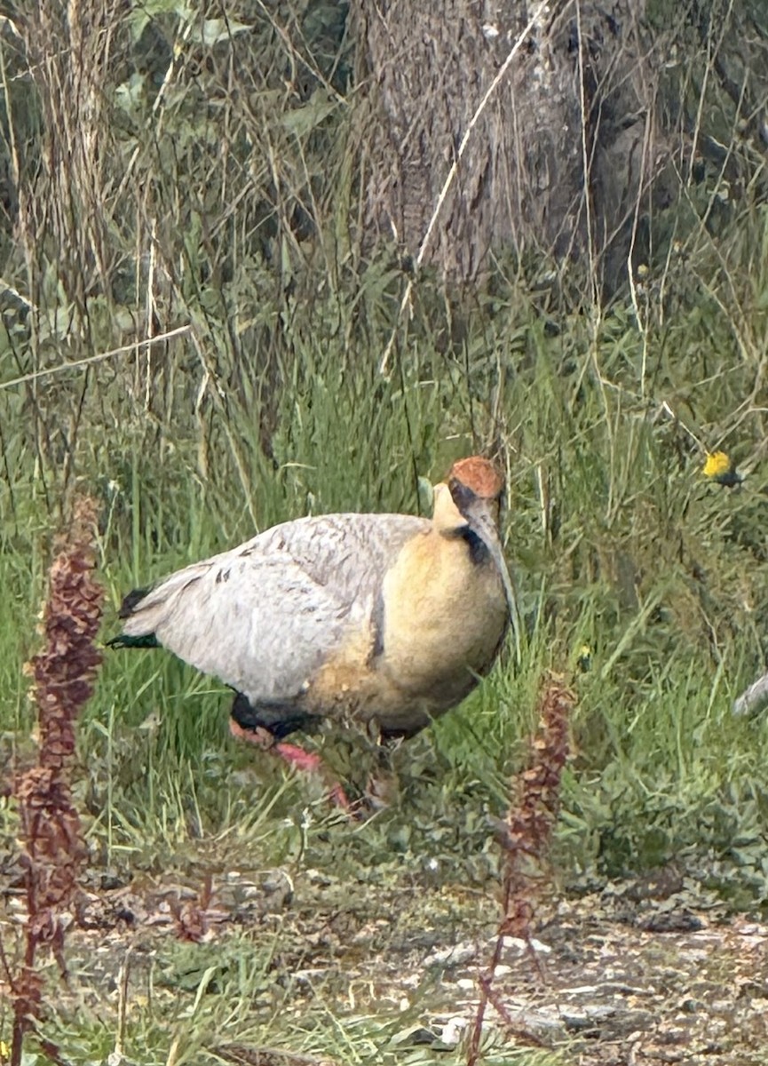 İbikli Sarıca Aynak - ML645179625