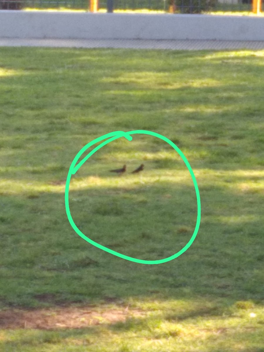 vlaštovka obecná - ML645179637