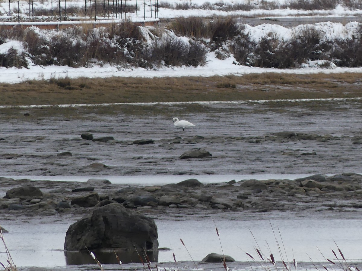 Trumpeter Swan - ML645179638