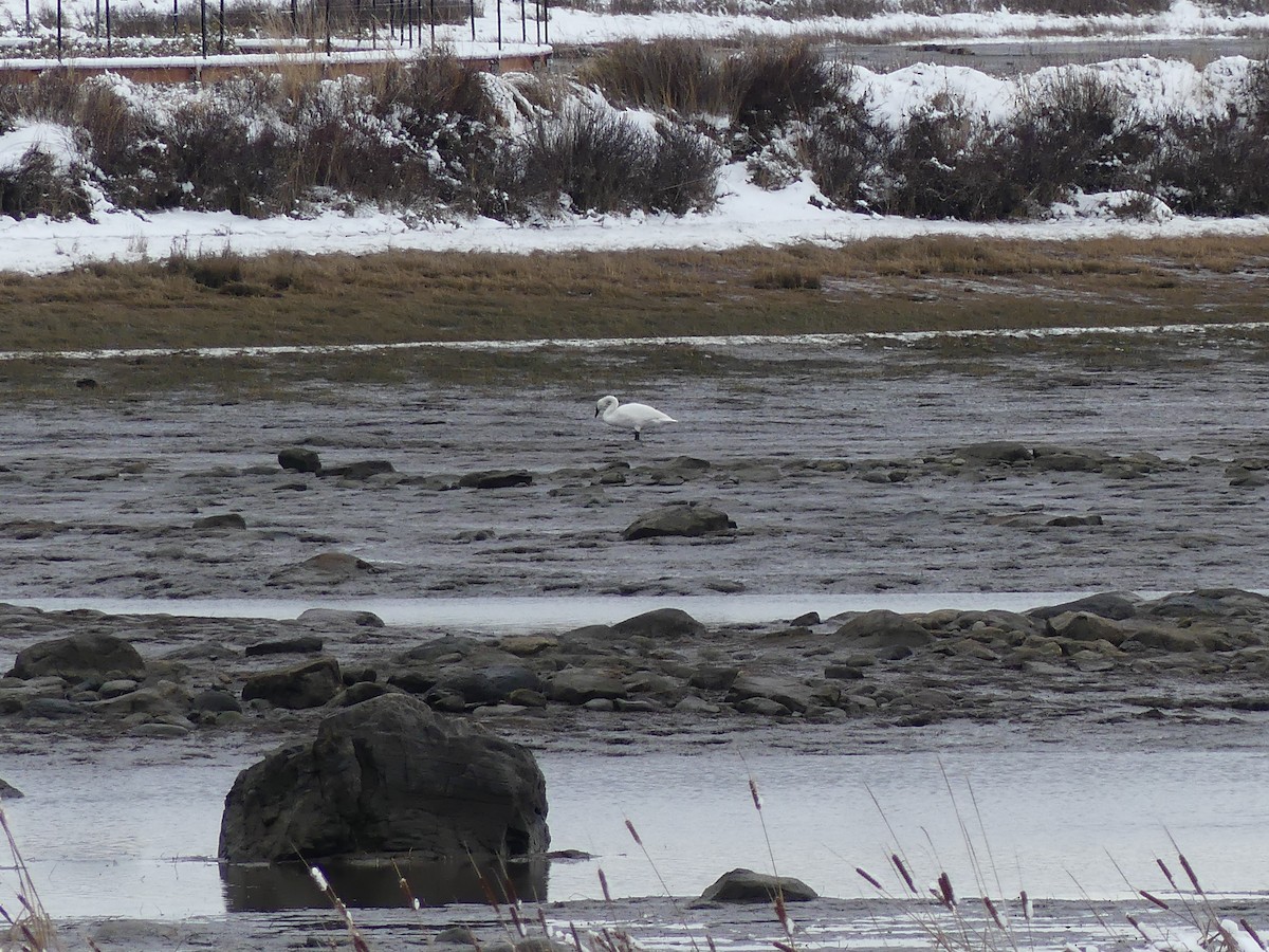 Trumpeter Swan - ML645179639