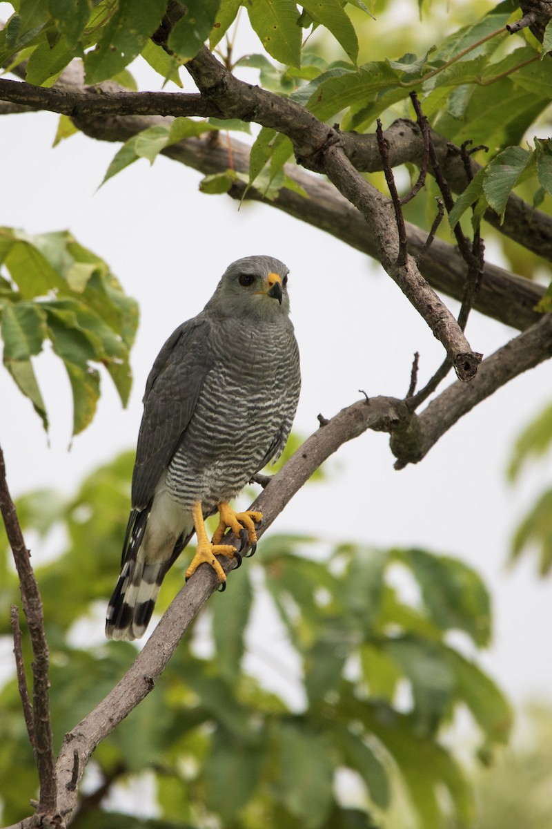 Gray Hawk - ML645179655