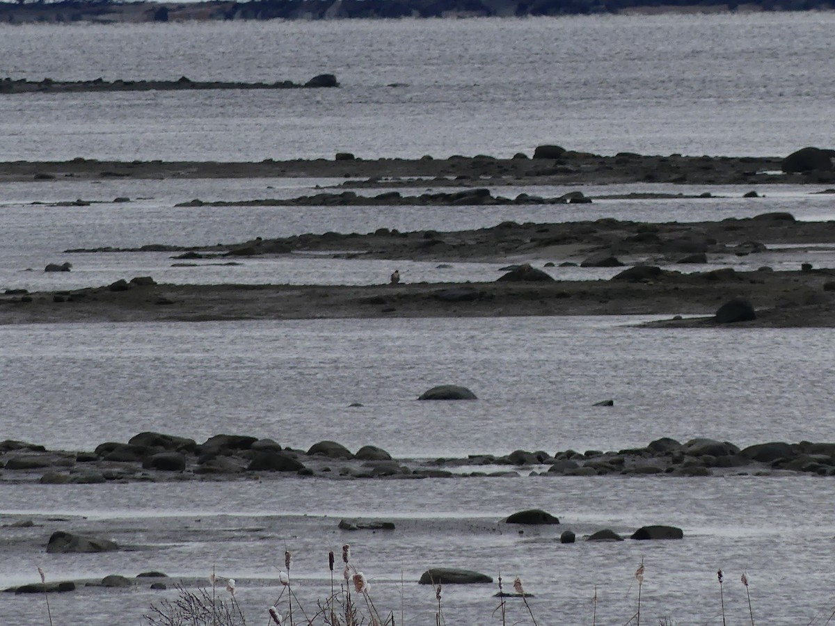 Falco pellegrino - ML645179658