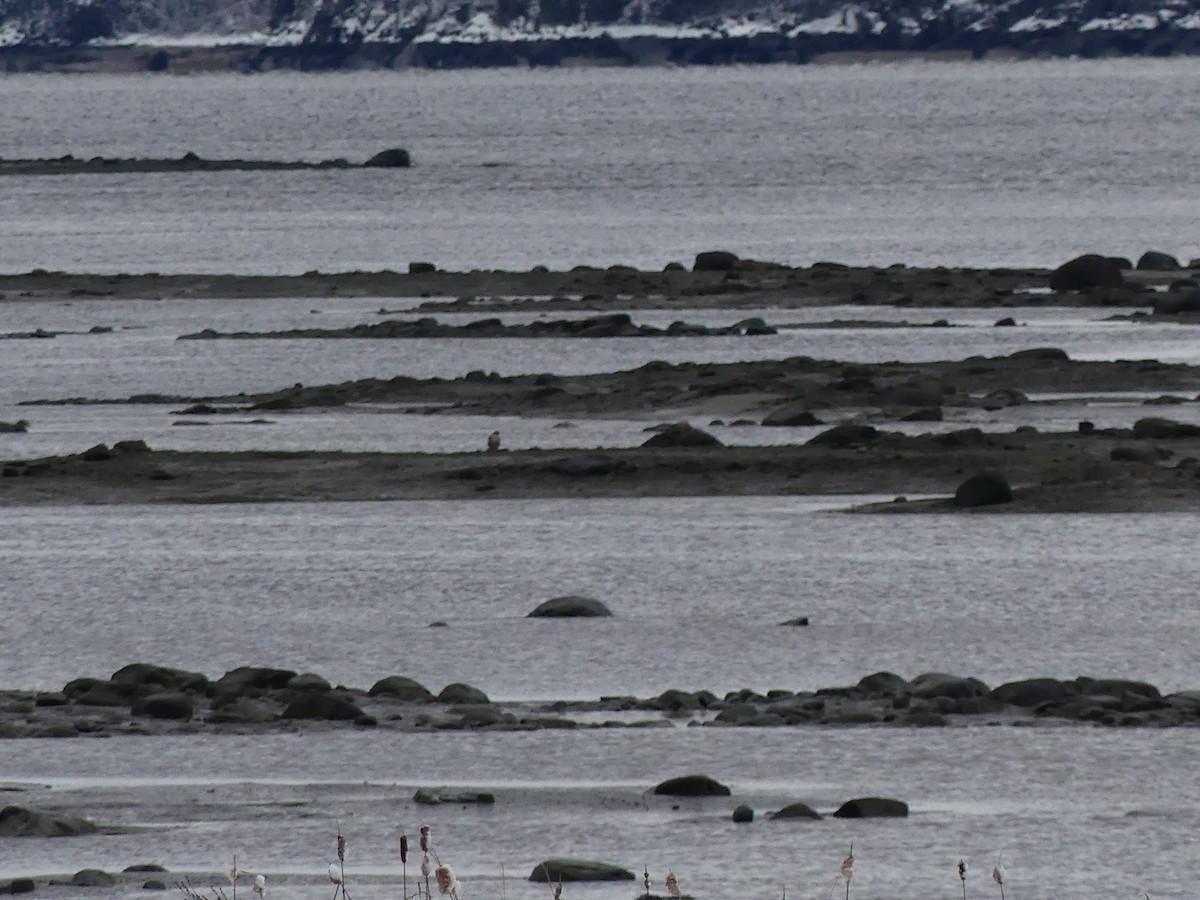 Falco pellegrino - ML645179659