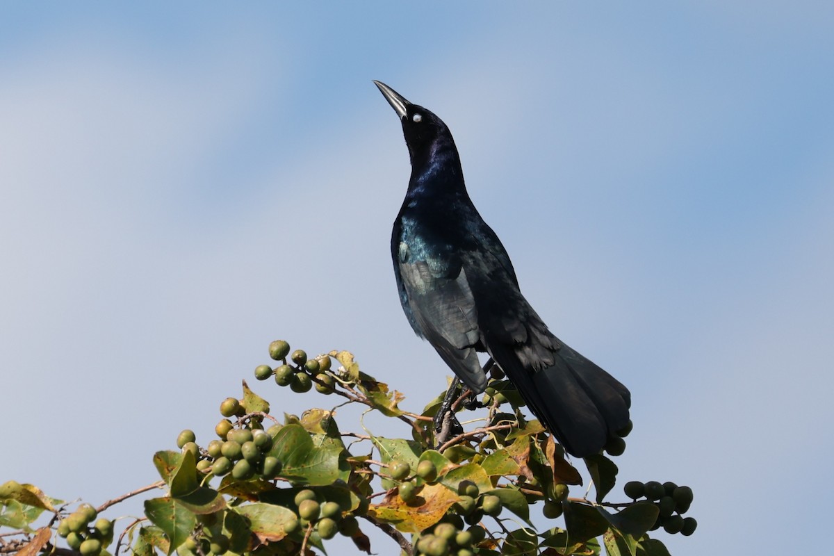Boat-tailed Grackle - ML645179671